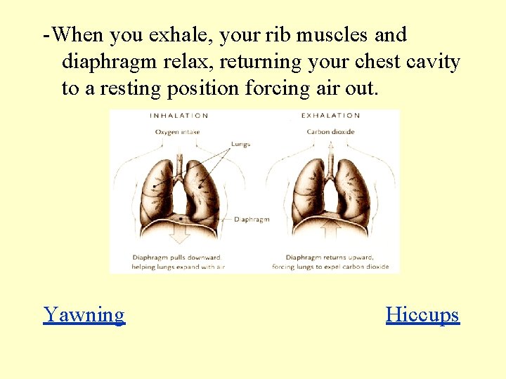 -When you exhale, your rib muscles and diaphragm relax, returning your chest cavity to