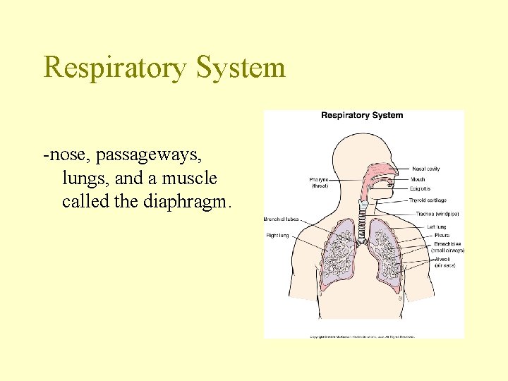 Respiratory System -nose, passageways, lungs, and a muscle called the diaphragm. 