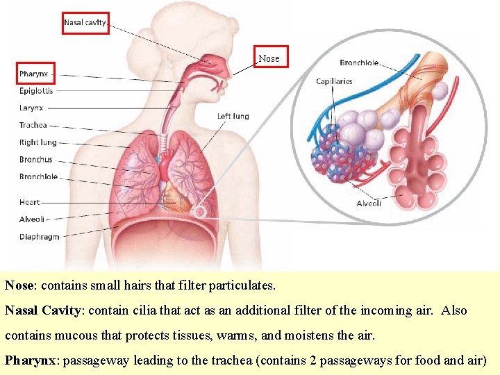 Nose: contains small hairs that filter particulates. Nasal Cavity: contain cilia that act as