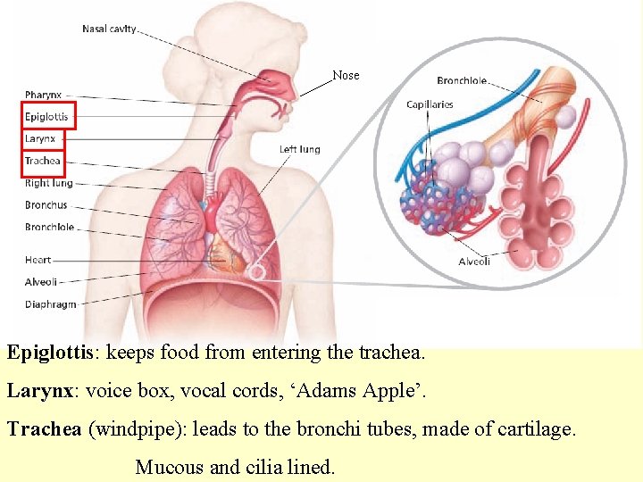 Nose Epiglottis: keeps food from entering the trachea. Larynx: voice box, vocal cords, ‘Adams