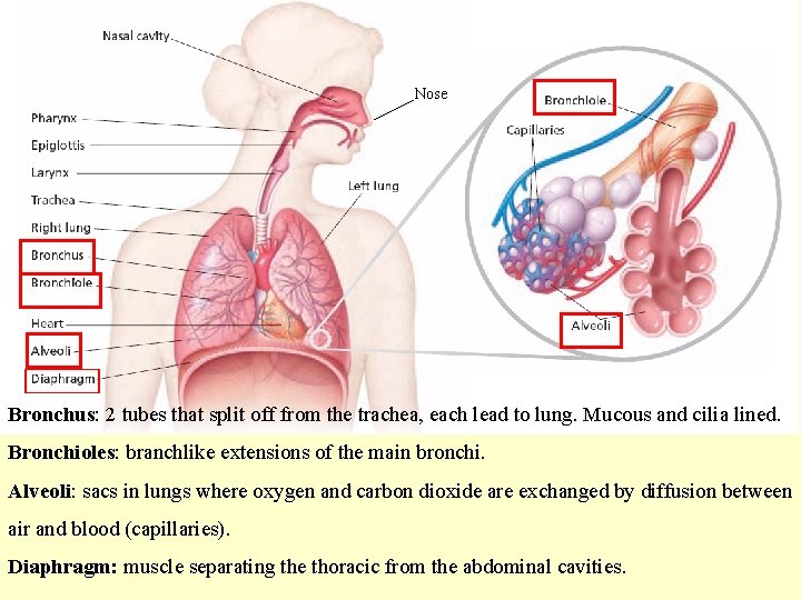 Nose Bronchus: 2 tubes that split off from the trachea, each lead to lung.