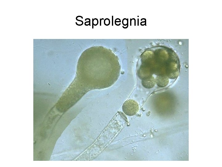 Saprolegnia 