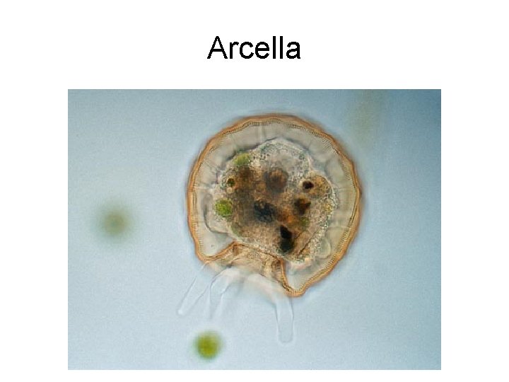 Arcella 