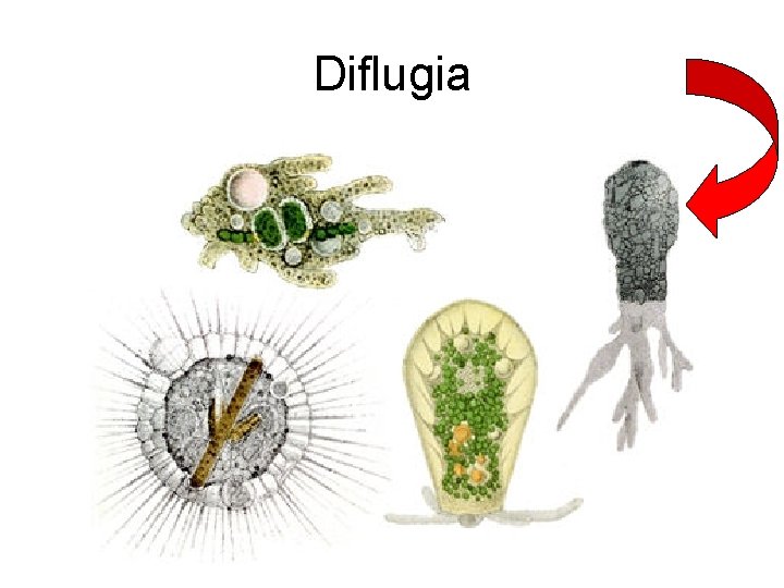 Diflugia 