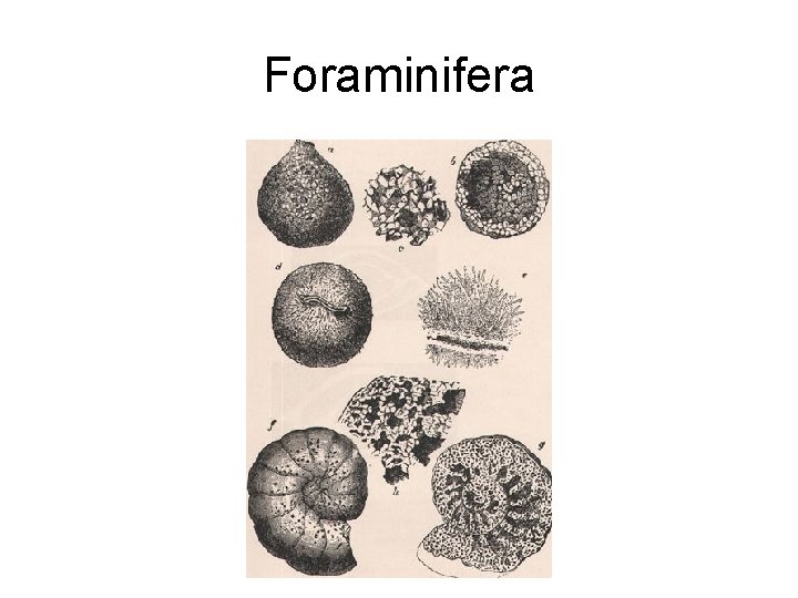 Foraminifera 