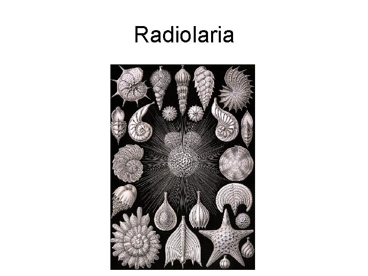 Radiolaria 