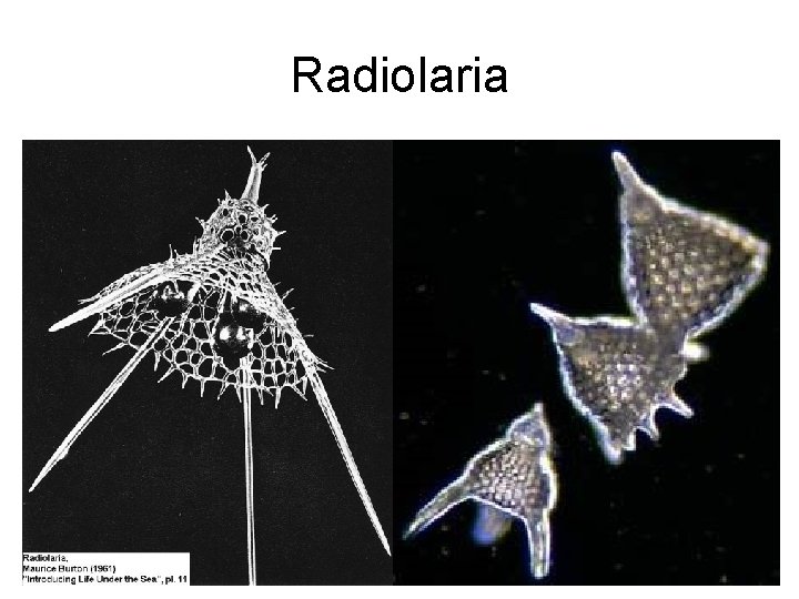 Radiolaria 