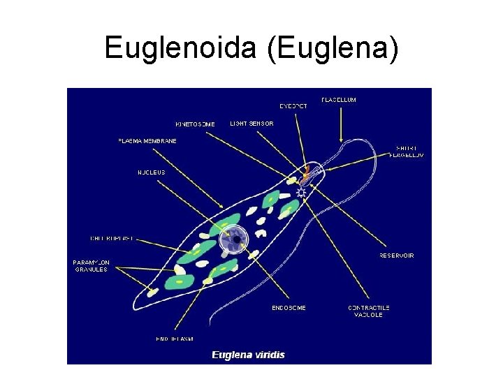 Euglenoida (Euglena) 