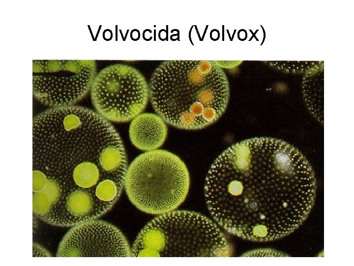 Volvocida (Volvox) 