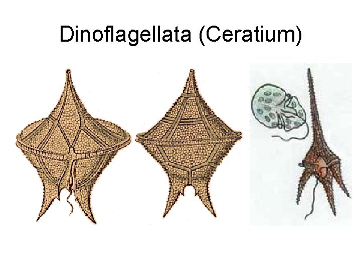 Dinoflagellata (Ceratium) 