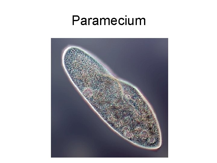 Paramecium 