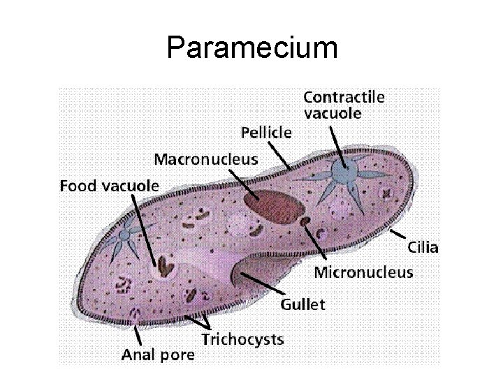 Paramecium 