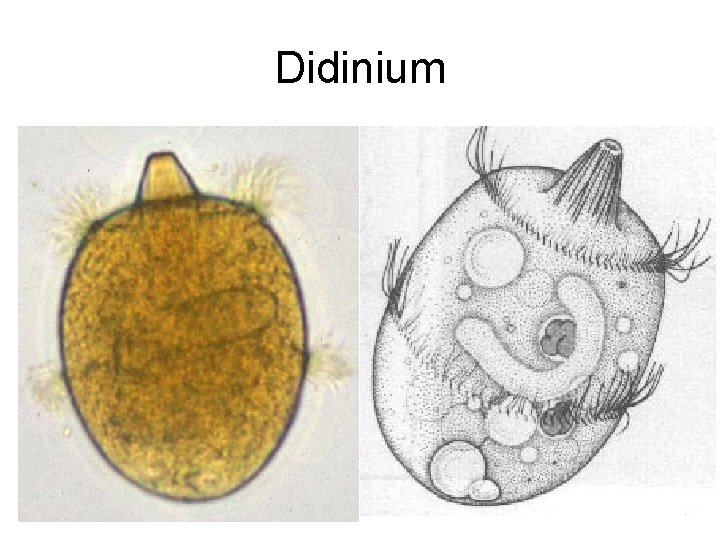 Didinium 