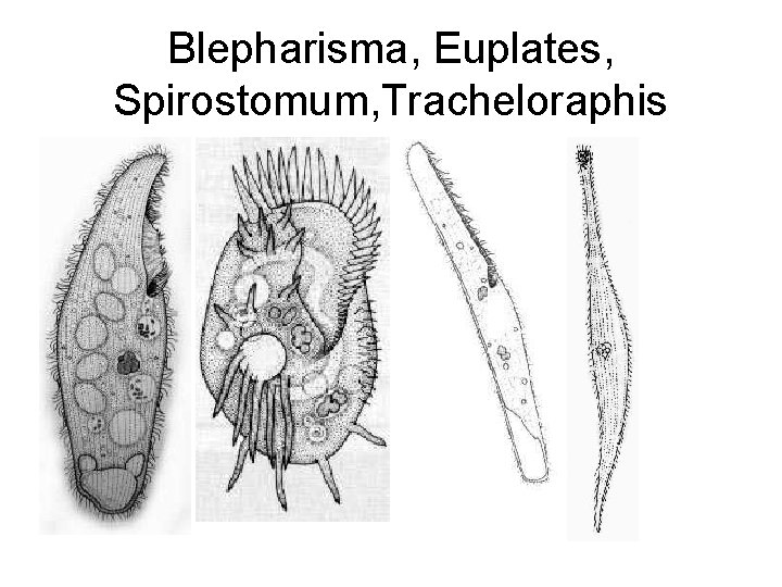 Blepharisma, Euplates, Spirostomum, Tracheloraphis 