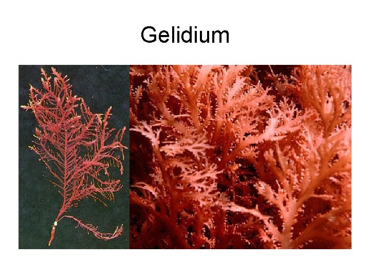 Gelidium 