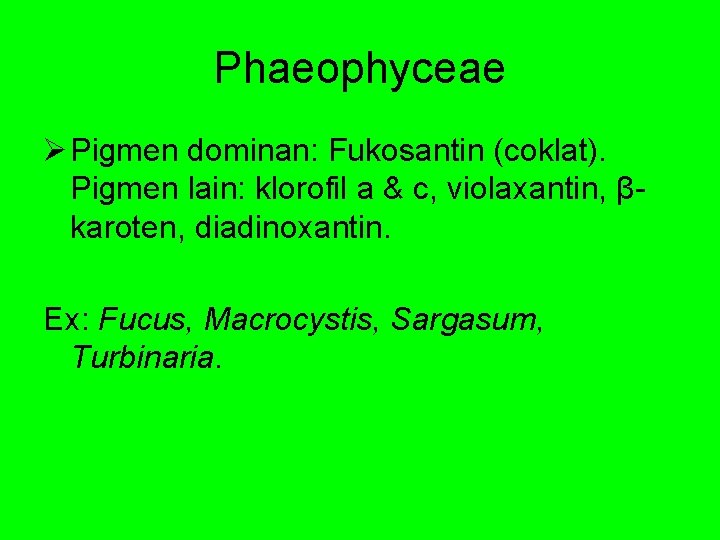 Phaeophyceae Ø Pigmen dominan: Fukosantin (coklat). Pigmen lain: klorofil a & c, violaxantin, βkaroten,