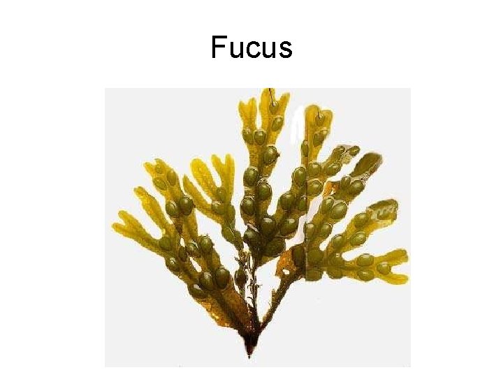 Fucus 