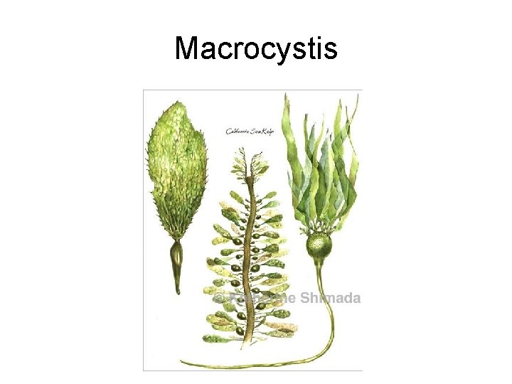 Macrocystis 