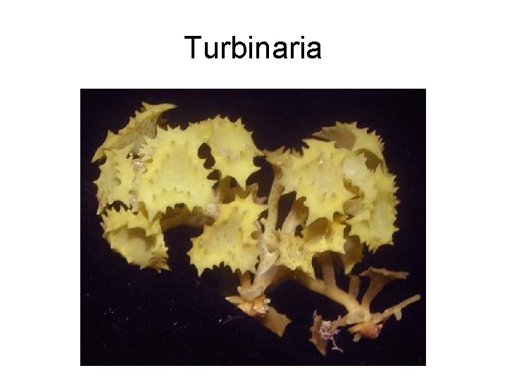 Turbinaria 