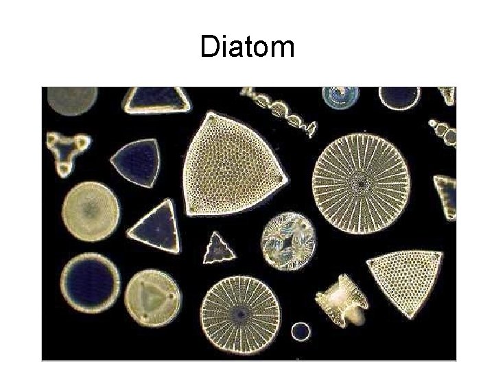 Diatom 