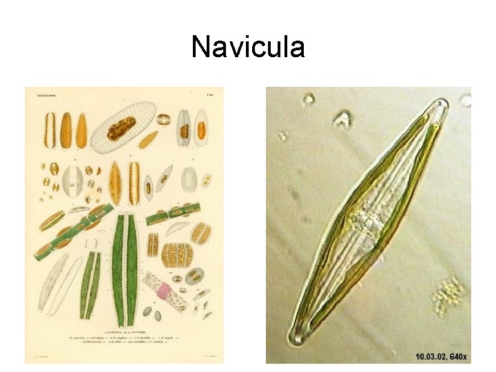 Navicula 
