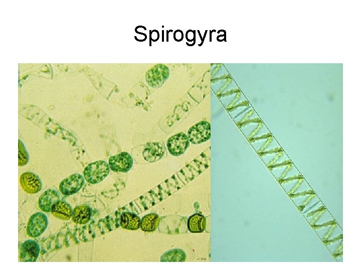 Spirogyra 
