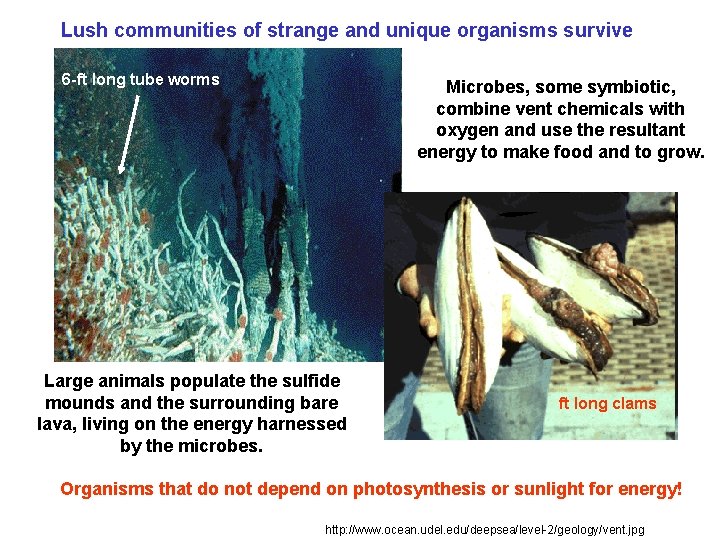 Lush communities of strange and unique organisms survive 6 -ft long tube worms Microbes,