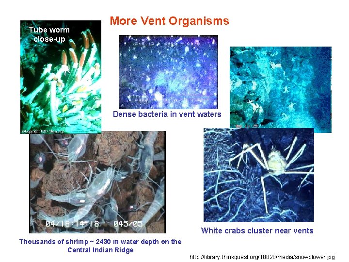 Tube worm close-up More Vent Organisms Dense bacteria in vent waters White crabs cluster