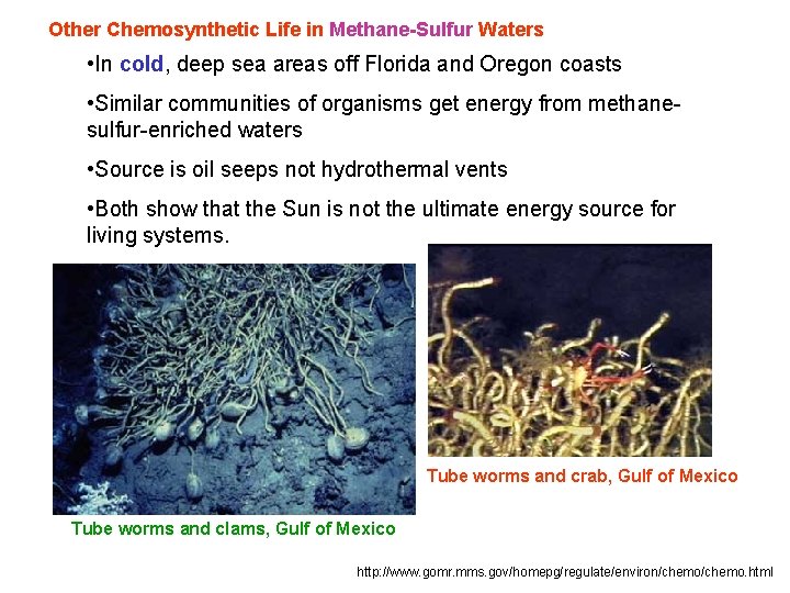 Other Chemosynthetic Life in Methane-Sulfur Waters • In cold, deep sea areas off Florida