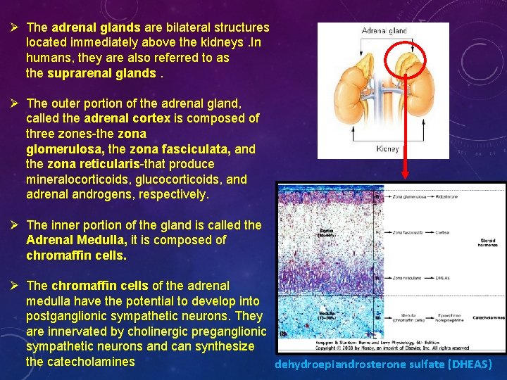 Ø The adrenal glands are bilateral structures located immediately above the kidneys. In humans,