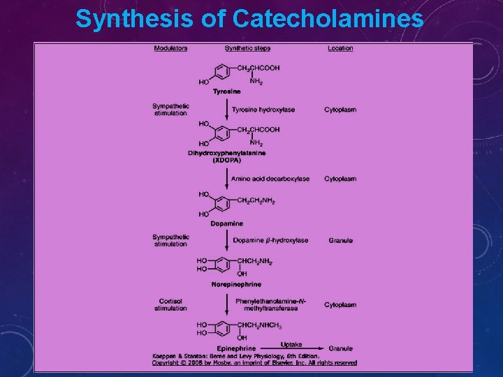 Synthesis of Catecholamines 