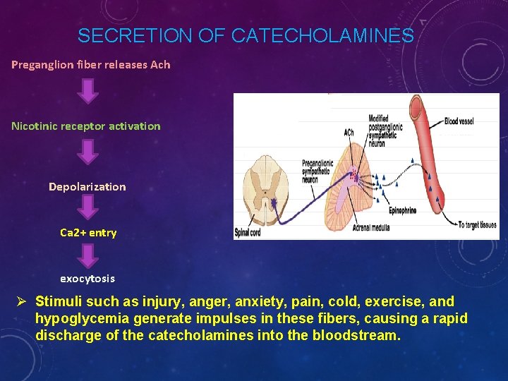 SECRETION OF CATECHOLAMINES Preganglion fiber releases Ach Nicotinic receptor activation Depolarization Ca 2+ entry