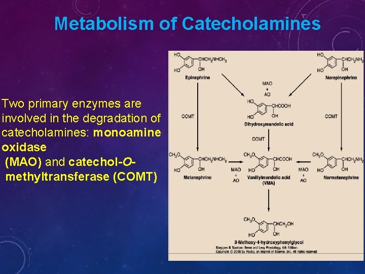 Metabolism of Catecholamines Two primary enzymes are involved in the degradation of catecholamines: monoamine