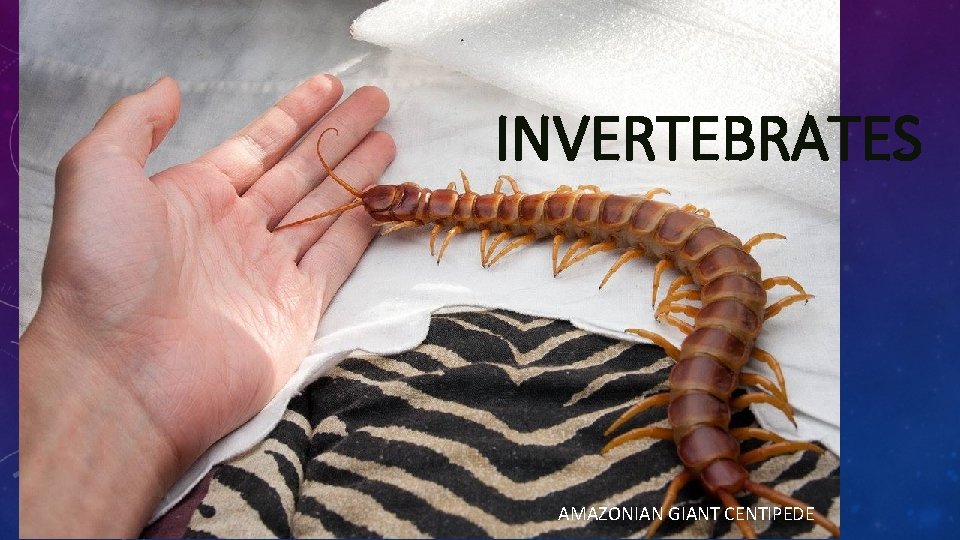 INVERTEBRATES AMAZONIAN GIANT CENTIPEDE 