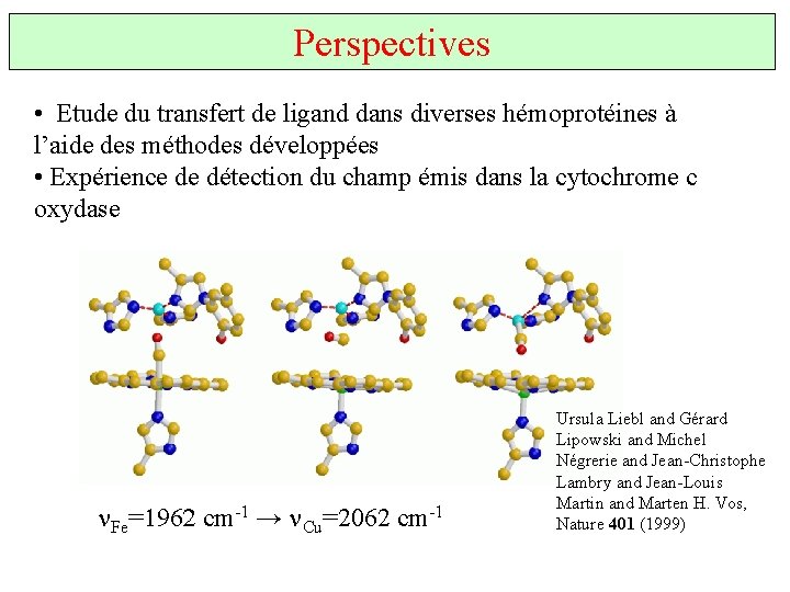 Perspectives • Etude du transfert de ligand dans diverses hémoprotéines à l’aide des méthodes