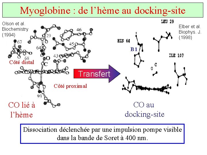 Myoglobine : de l’hème au docking-site Olson et al. Biochemistry (1994) Elber et al.