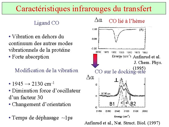 Caractéristiques infrarouges du transfert Δα Ligand CO CO lié à l’hème • Vibration en