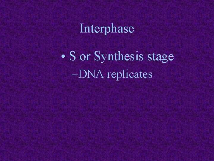 Interphase • S or Synthesis stage – DNA replicates 