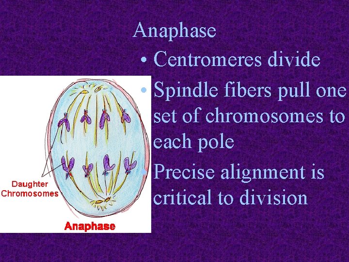 Anaphase • Centromeres divide • Spindle fibers pull one set of chromosomes to each