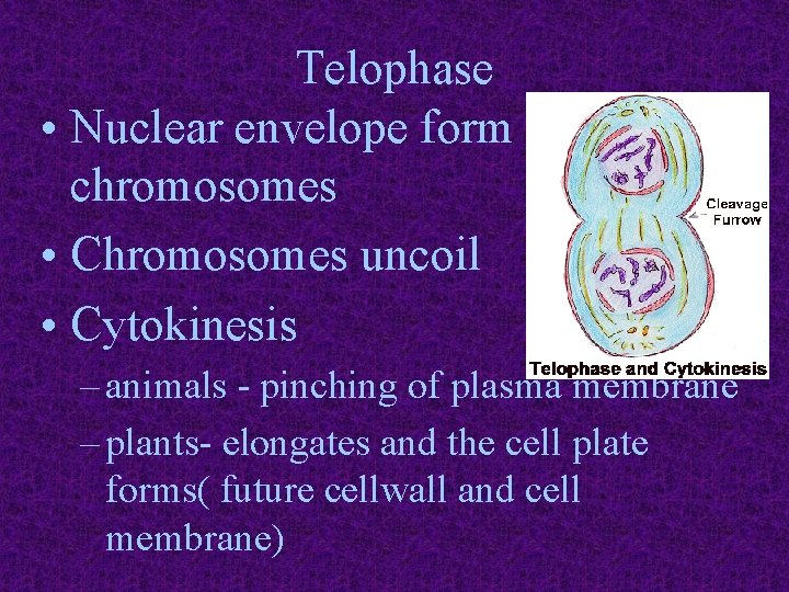 Telophase • Nuclear envelope form around chromosomes • Chromosomes uncoil • Cytokinesis – animals