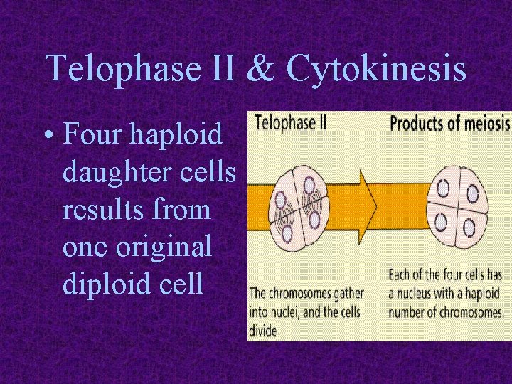 Telophase II & Cytokinesis • Four haploid daughter cells results from one original diploid