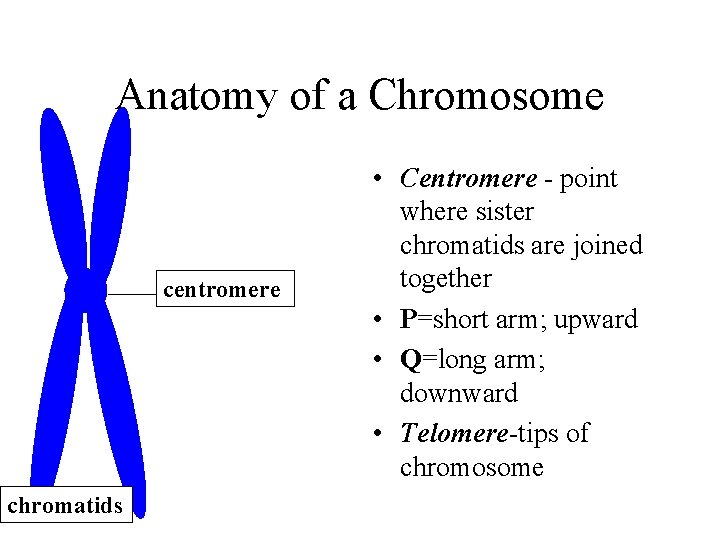 Anatomy of a Chromosome centromere chromatids • Centromere - point where sister chromatids are