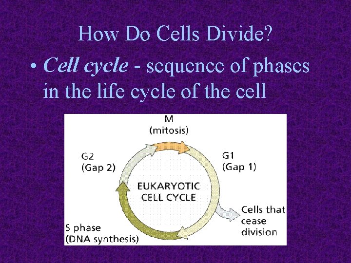 How Do Cells Divide? • Cell cycle - sequence of phases in the life