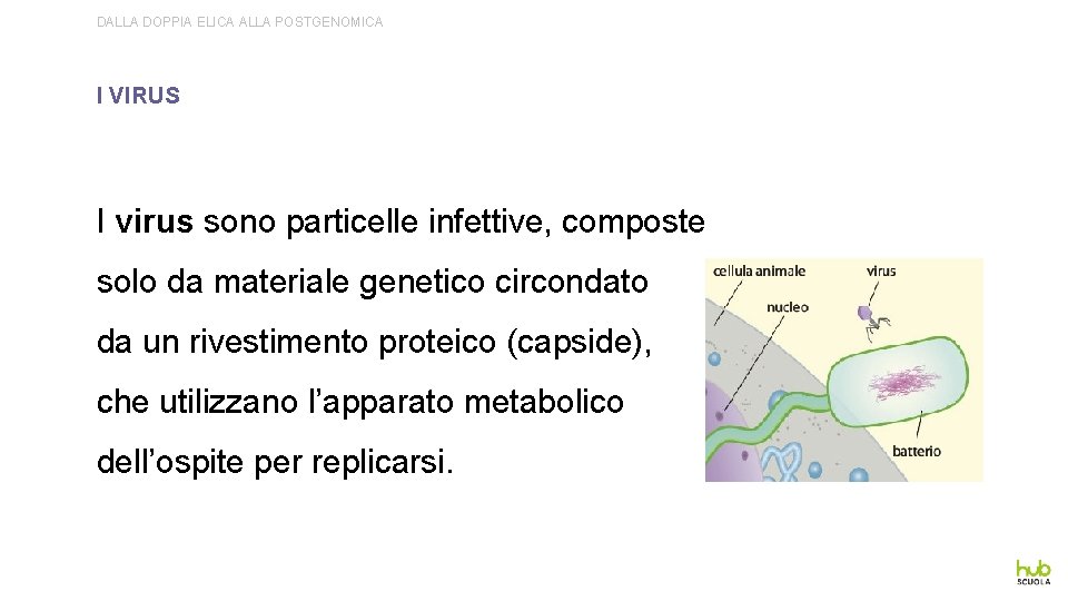 DALLA DOPPIA ELICA ALLA POSTGENOMICA I VIRUS I virus sono particelle infettive, composte solo