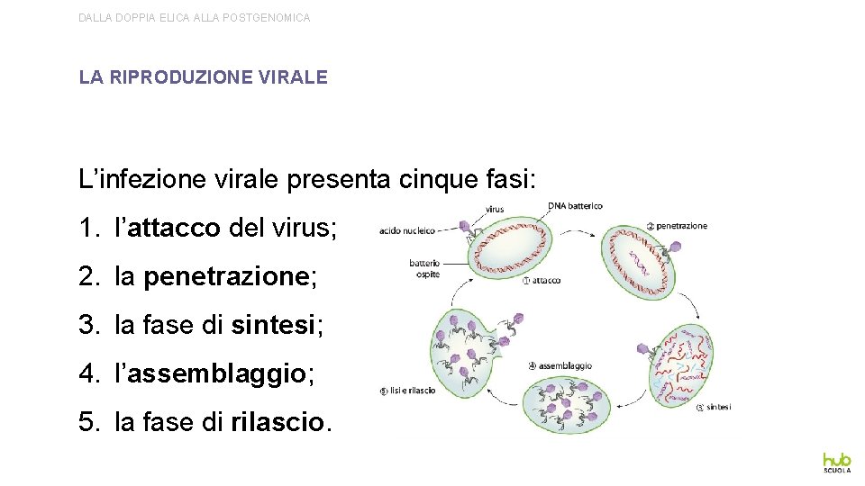 DALLA DOPPIA ELICA ALLA POSTGENOMICA LA RIPRODUZIONE VIRALE L’infezione virale presenta cinque fasi: 1.
