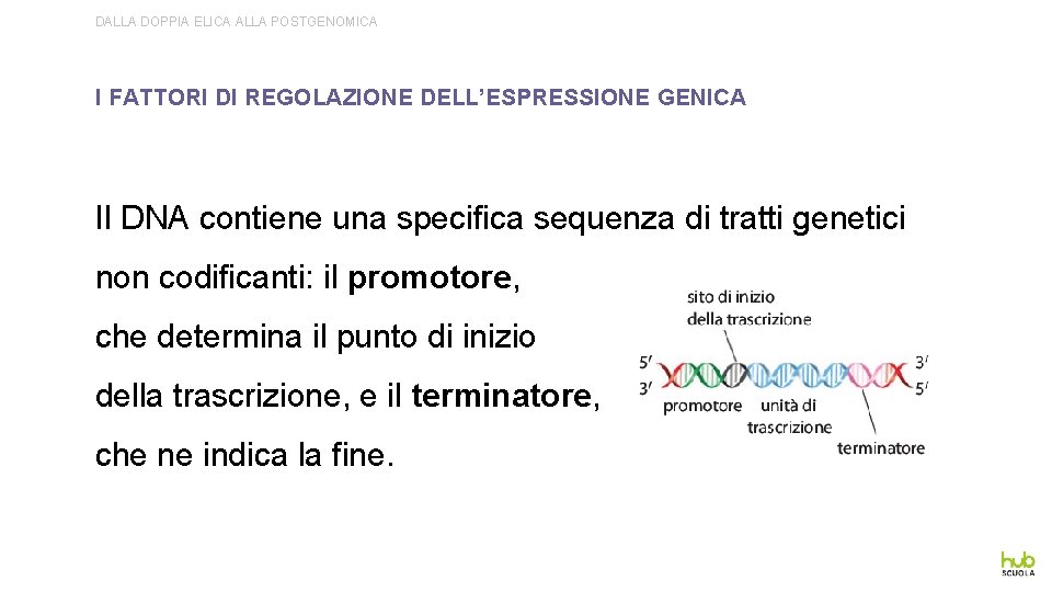 DALLA DOPPIA ELICA ALLA POSTGENOMICA I FATTORI DI REGOLAZIONE DELL’ESPRESSIONE GENICA Il DNA contiene