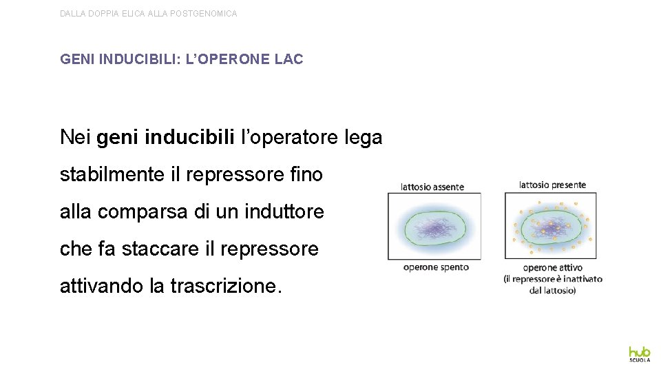 DALLA DOPPIA ELICA ALLA POSTGENOMICA GENI INDUCIBILI: L’OPERONE LAC Nei geni inducibili l’operatore lega