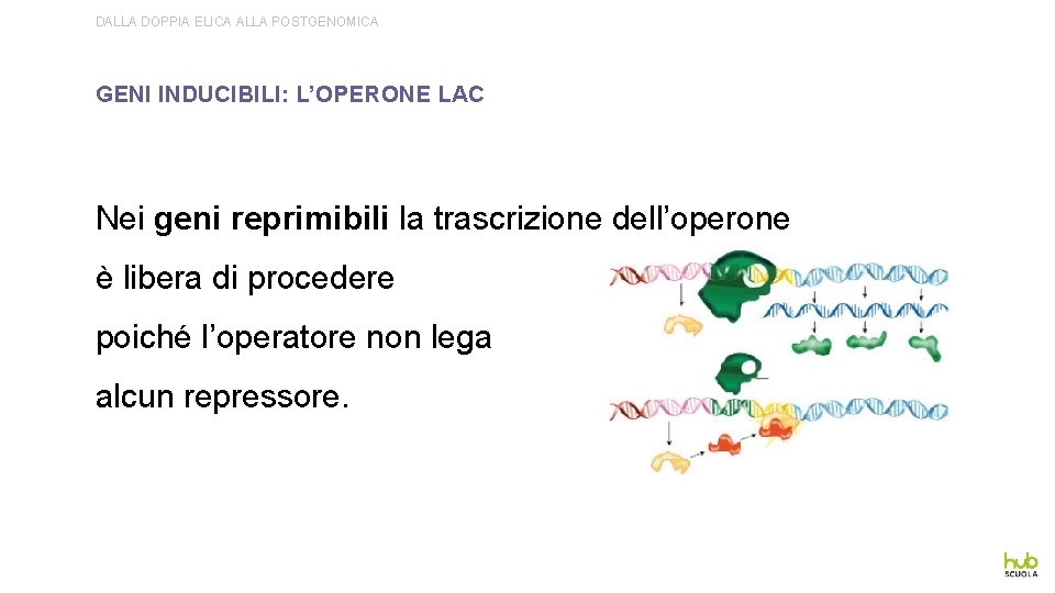 DALLA DOPPIA ELICA ALLA POSTGENOMICA GENI INDUCIBILI: L’OPERONE LAC Nei geni reprimibili la trascrizione