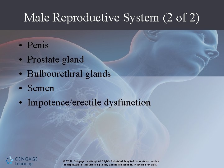 Male Reproductive System (2 of 2) • • • Penis Prostate gland Bulbourethral glands