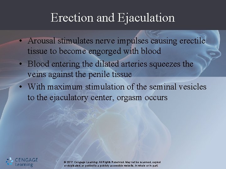 Erection and Ejaculation • Arousal stimulates nerve impulses causing erectile tissue to become engorged